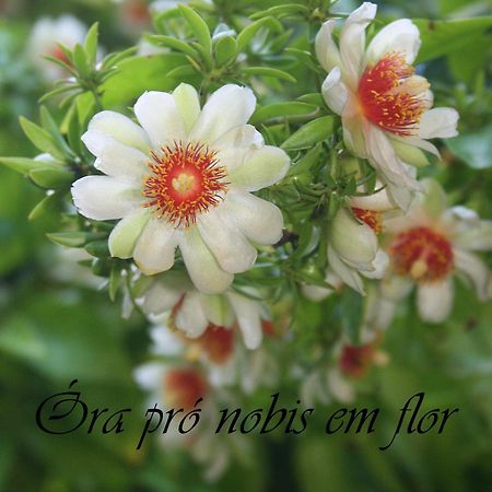 פורטו אלגרה Fora De Casa Guest House Poa מראה חיצוני תמונה
